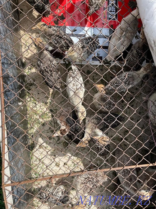 Tuyetauyk satylady, balapandary turkey  - photo 3