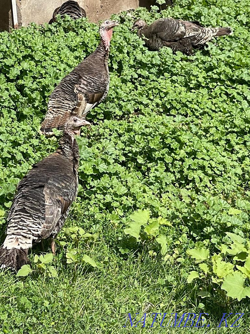 Tuyetauyk satylady, balapandary turkey  - photo 4
