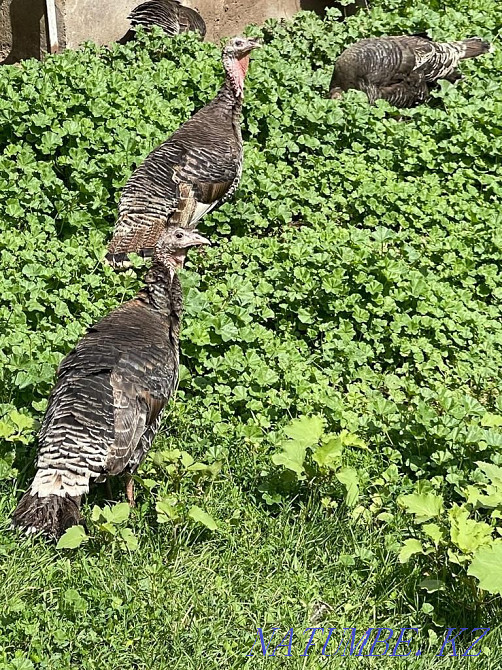 Tuyetauyk satylady, balapandary turkey  - photo 1
