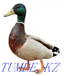 Everything for birds (Chickens, geese, ducks, turkeys) Zhambyl village Алмалы - photo 3