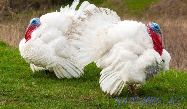 Male turkeys for sale ten month old breed white wide-breasted asset Нуркен - photo 1