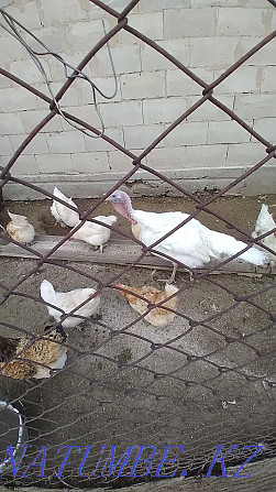 Selling turkeys. 3 females and 1 male Ush-Tyube - photo 2