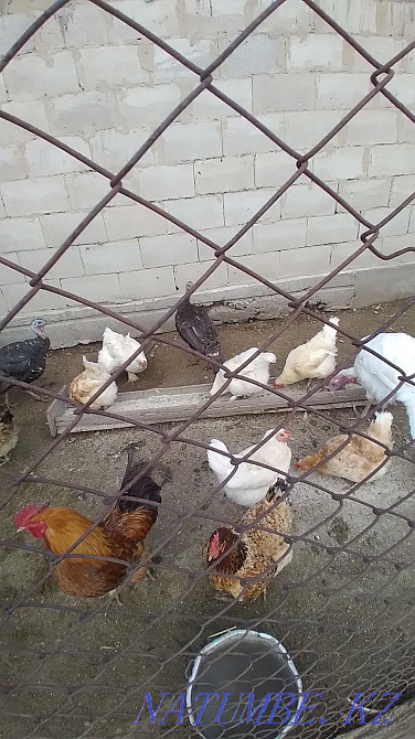 Selling turkeys. 3 females and 1 male Ush-Tyube - photo 3