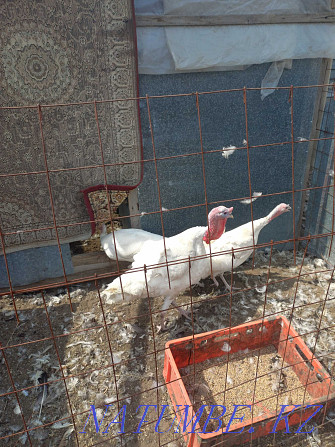 turkey family for sale Pavlodar - photo 1