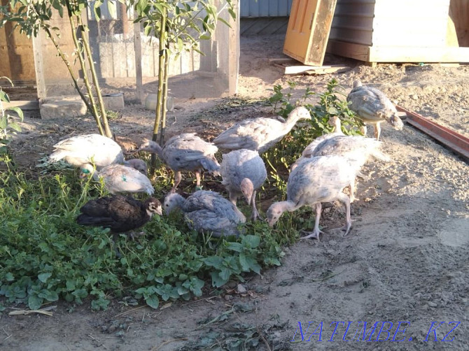 Purebred turkeys Kyzylorda - photo 1