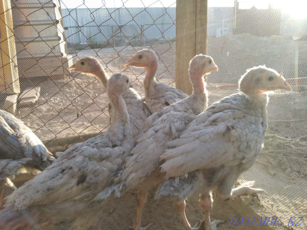Purebred turkeys Kyzylorda - photo 4
