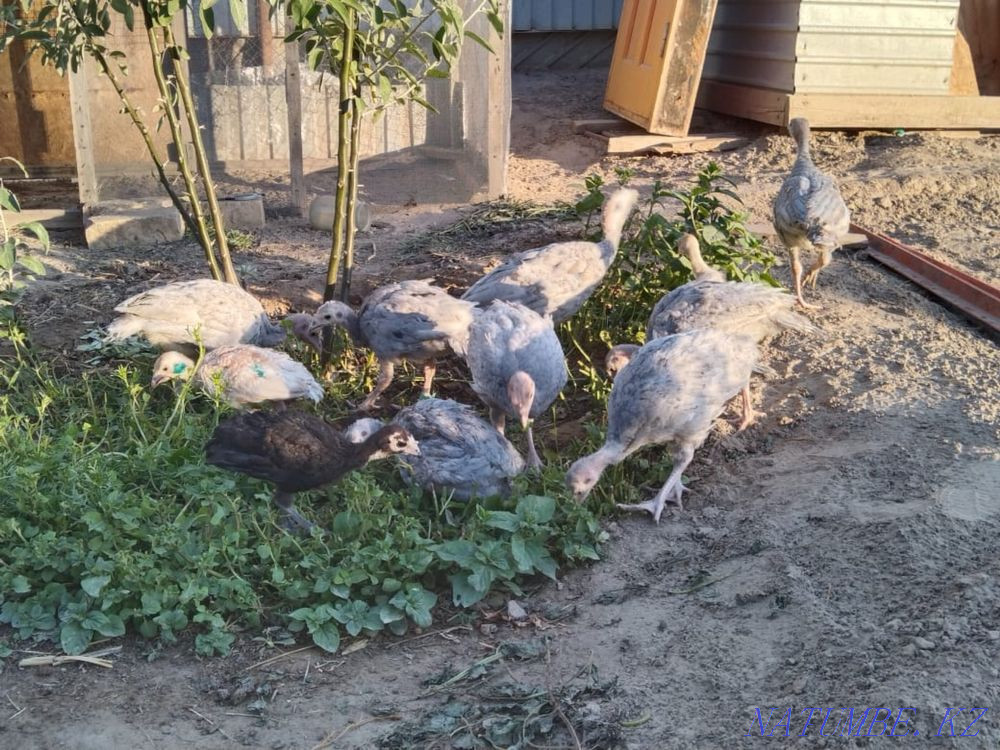 Purebred turkeys Kyzylorda - photo 2