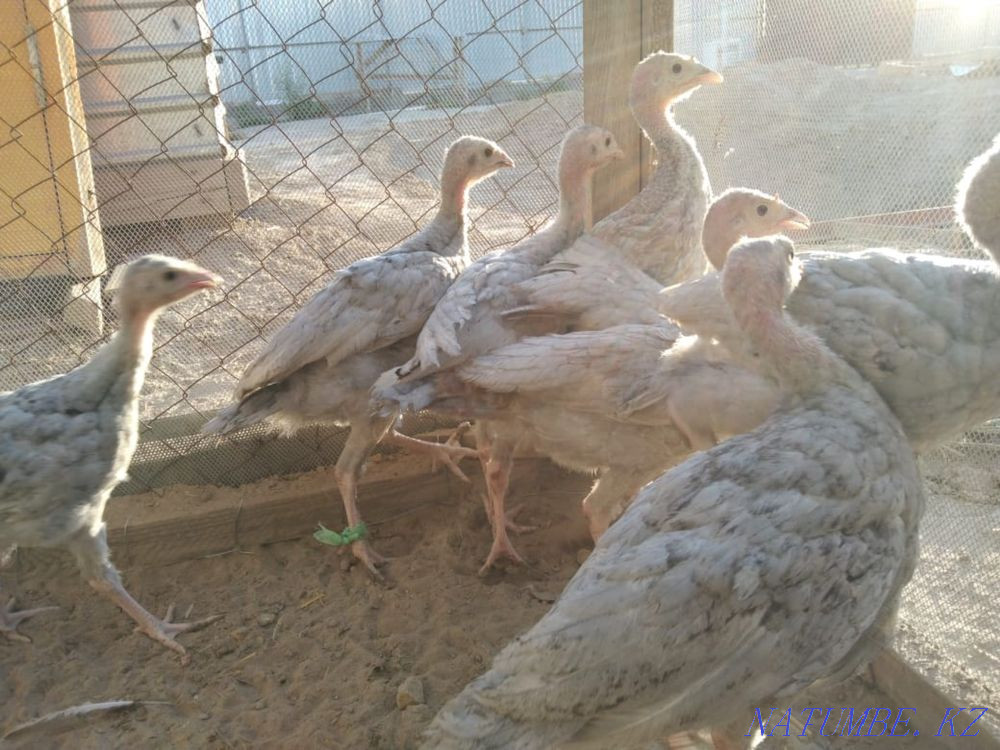 Purebred turkeys Kyzylorda - photo 3