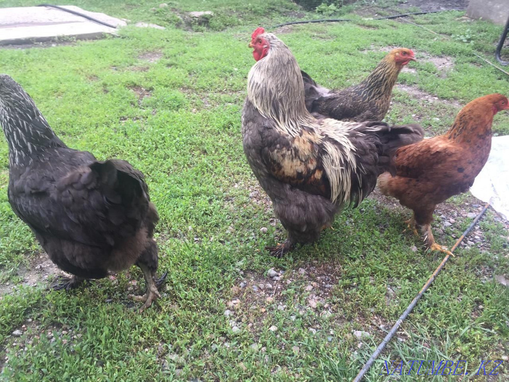 Молодые,Домашние куры и индюки  - изображение 2