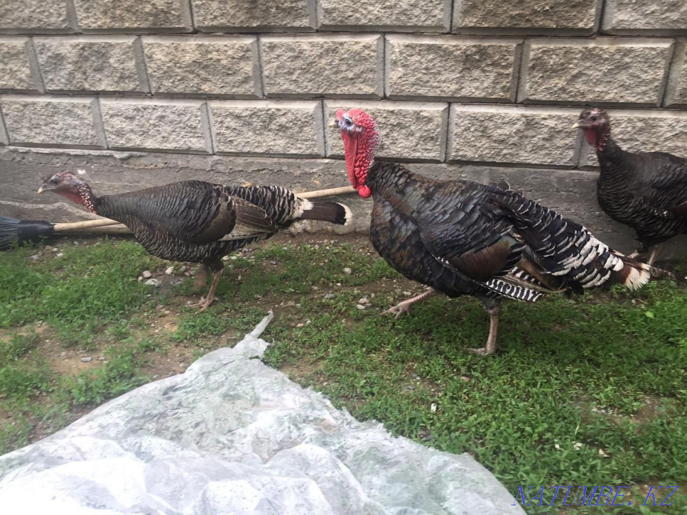 Молодые,Домашние куры и индюки  - изображение 4