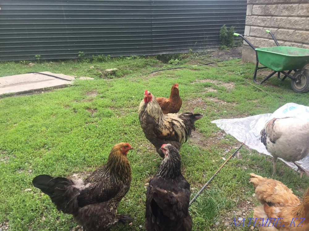 Молодые,Домашние куры и индюки  - изображение 3