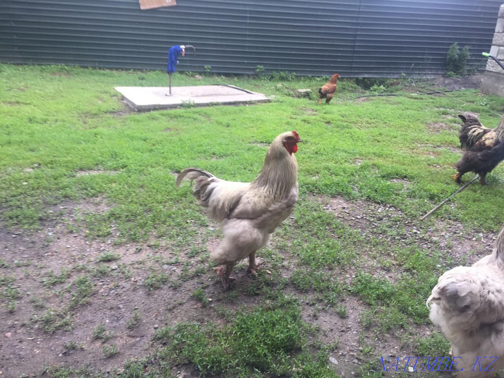 Молодые,Домашние куры и индюки  - изображение 1