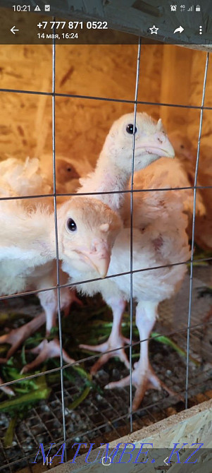 Sell turkey hybrid Atyrau - photo 1
