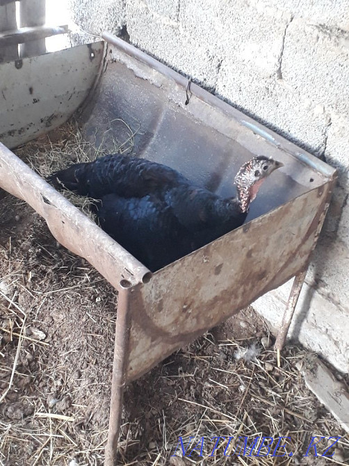 К?рке тауык. Индюк.13 балапанымен.  - изображение 1