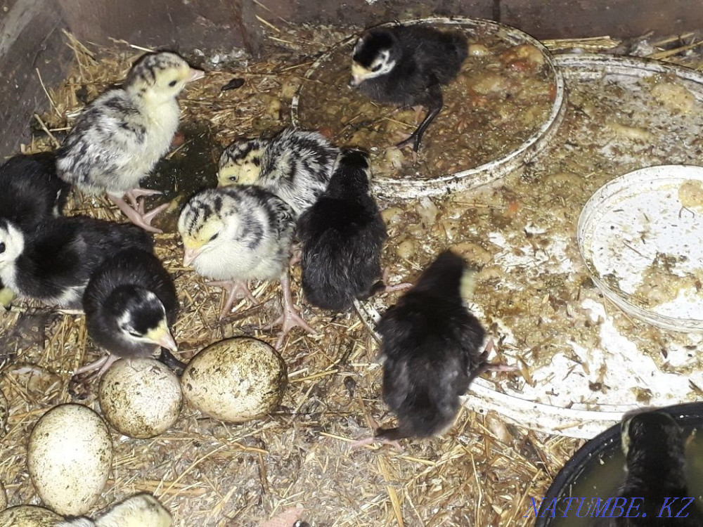 К?рке тауык. Индюк.13 балапанымен.  - изображение 2