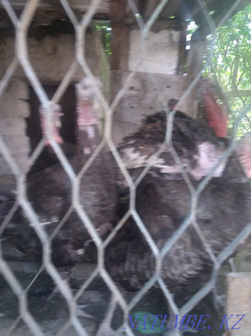 I will sell turkeys, bronze 708. Shymkent - photo 1