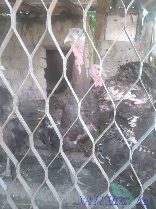 I will sell turkeys, bronze 708. Shymkent - photo 2