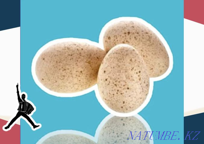 Turkey egg BIG 6 Germany hatching wholesale from 10 pcs Taldykorgan - photo 2