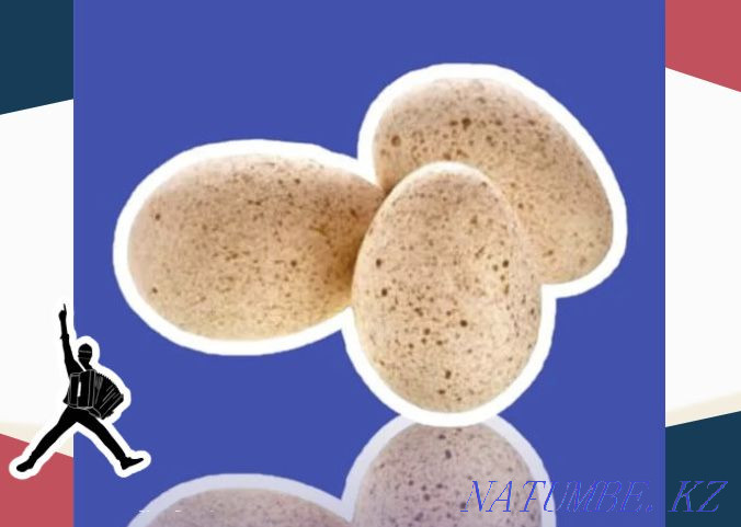 Turkey egg BIG 6 Germany wholesale from 10 pcs to 10 000 pcs Kokshetau - photo 1
