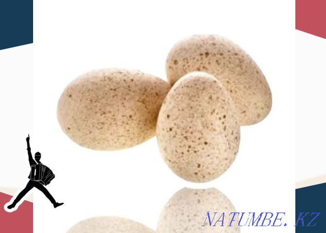 Turkey egg BIG 6 Germany wholesale up to 10 000 Petropavlovsk - photo 2