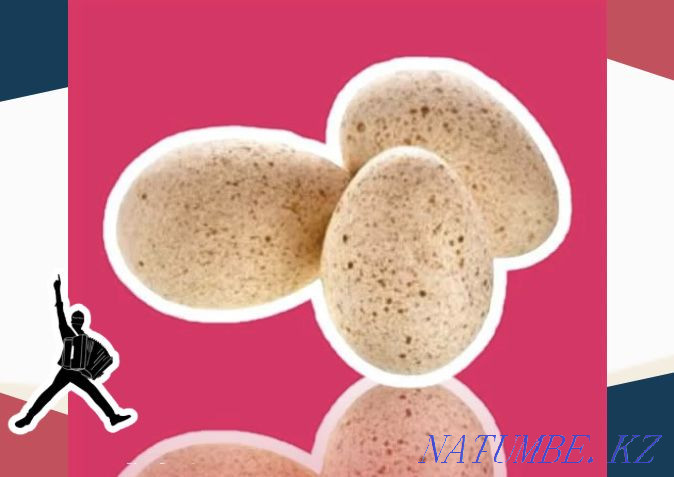 Turkey egg BIG 6 hatching Germany send in bulk from 10 pcs Pavlodar - photo 1
