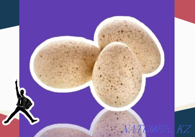 Яйцо индюка БИГ 6 Германия оптом до 2000 шт отправка в регионы Семей - изображение 1