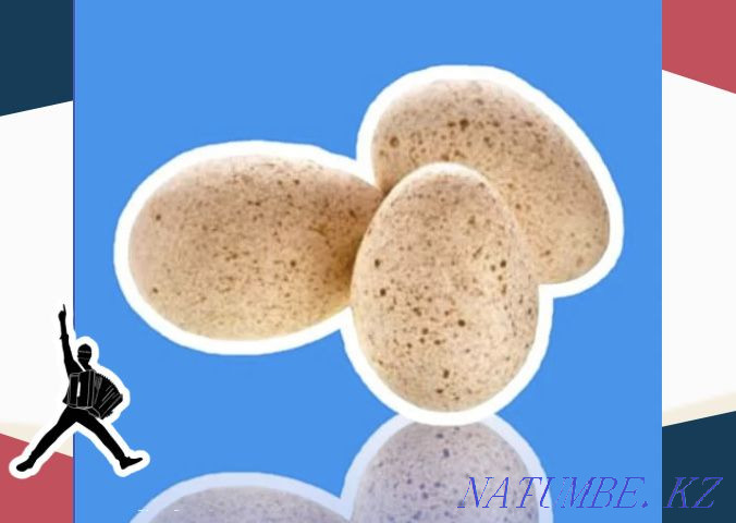 Turkey egg BIG 6 Germany wholesale from 10 pcs sending by short circuit Atyrau - photo 1
