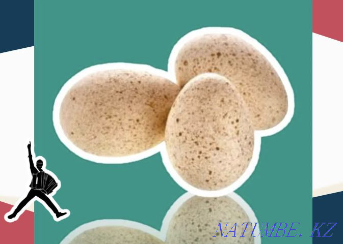 Turkey egg BIG 6 Germany imported Saryaghash - photo 1