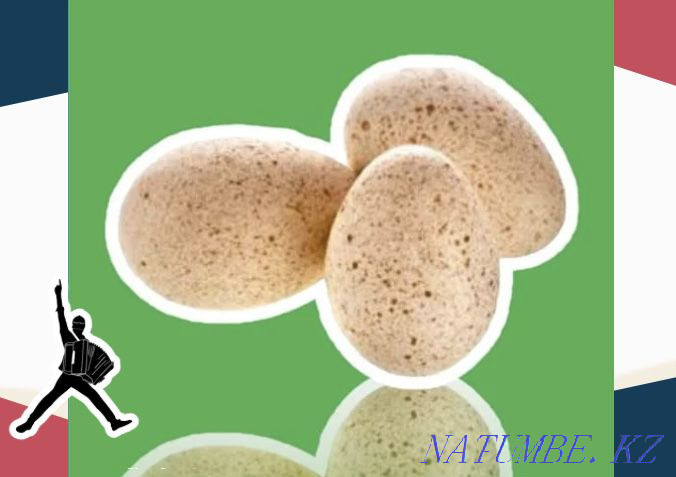 Turkey egg BIG 6 Germany wholesale from 10 pcs shipping to the regions on May 10 Shymkent - photo 2