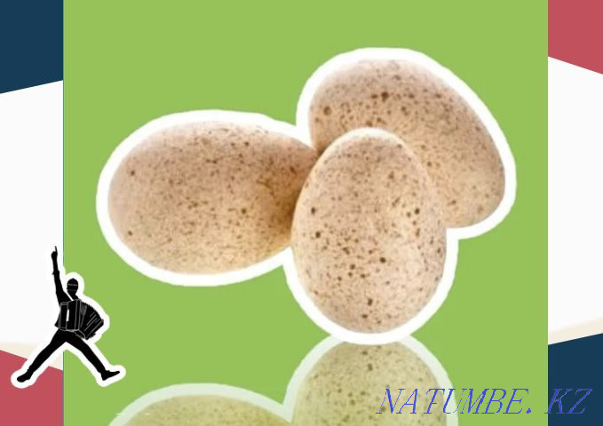 Turkey egg BIG 6 Germany wholesale from 10 pcs shipping to the regions on May 10 Shymkent - photo 1