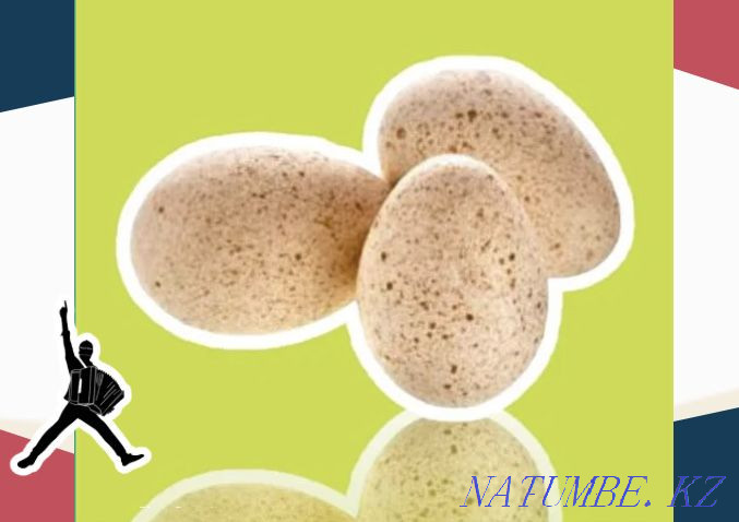 Turkey egg BIG 6 Germany wholesale from 10 pcs Zhezqazghan - photo 1
