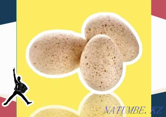 Turkey egg BIG 6 Germany wholesale from 10 pcs Zhezqazghan - photo 2