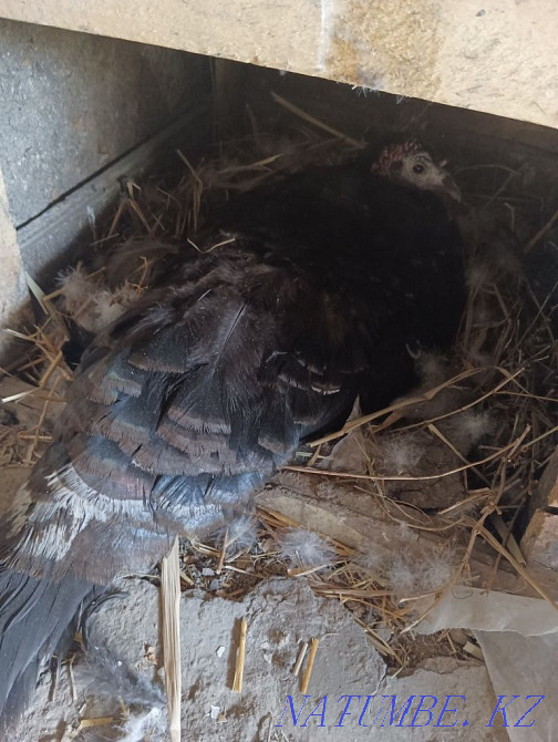 Домашний индюк квочка Алгабас - изображение 1