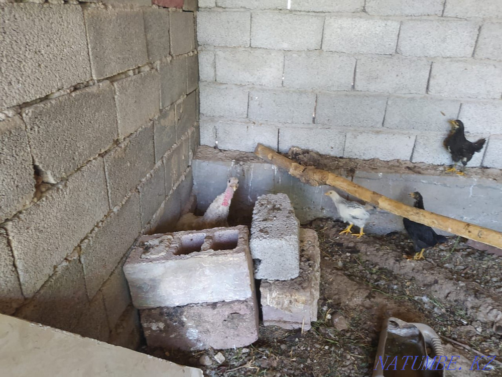 К?рке тауыктар, Индюки Шымкент - изображение 3