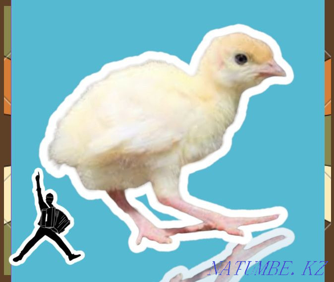 Индюшата БИГ 6 суточные индюк отправка в регионы вывод в конце мая Жетысай - изображение 1