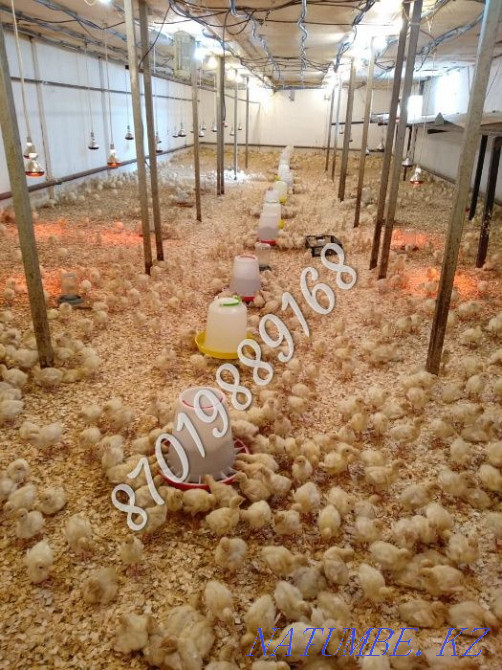 Turkey poults BIG-6 / Hybrid Converter (France). Retail and wholesale. Almaty - photo 1