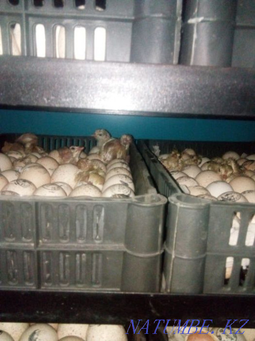 Turkey poults BIG-6 / Hybrid Converter (France). Retail and wholesale. Almaty - photo 2