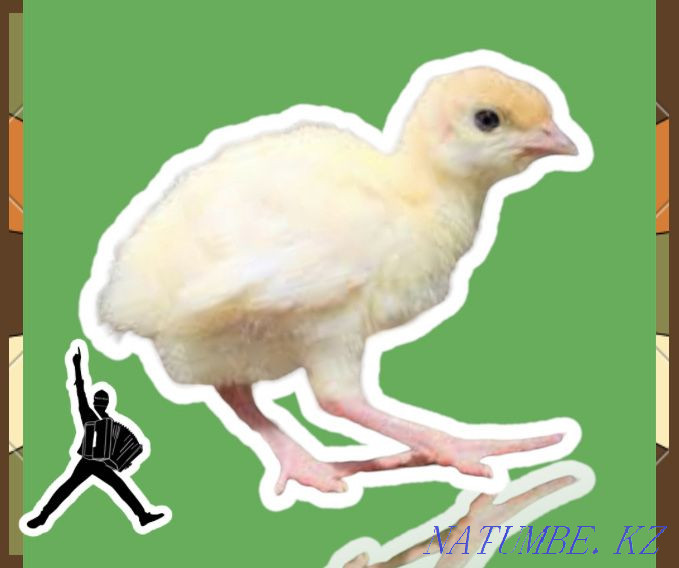 Turkey poults BIG 6 daily allowance turkey turkey wholesale withdrawal at the end of May pre-order Turkestan - photo 2