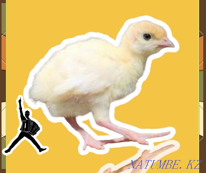 Индюшата БИГ 6 суточные индюк индейка оптом вывод в конце мая Караганда - изображение 2