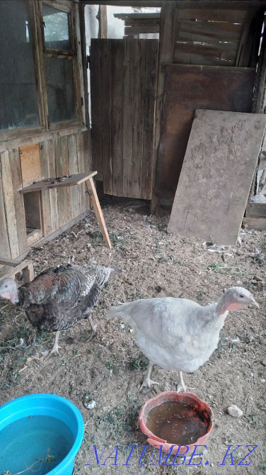 domesticated female turkeys Balqash - photo 1