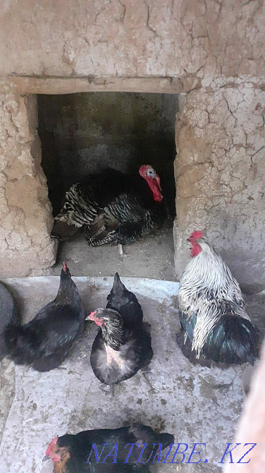 Turkeys and turkeys Shymkent - photo 1