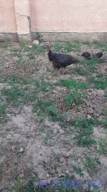 Turkeys and turkeys Shymkent - photo 2