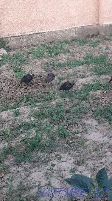 Turkeys and turkeys Shymkent - photo 3