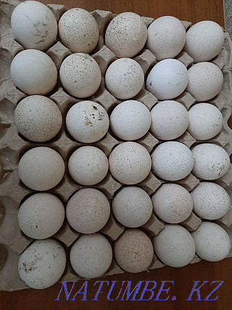 Инкубационные яйца индюков (индюшата, ?ндік курке ж?мырт?алары) Шымкент - изображение 1