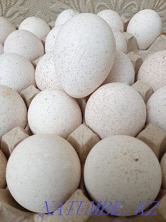 Hatching eggs of turkey poults Shymkent - photo 2