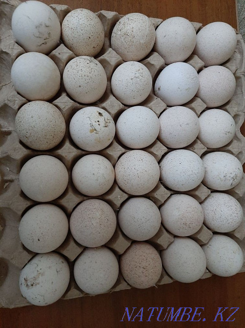 Hatching eggs of turkey poults Shymkent - photo 1