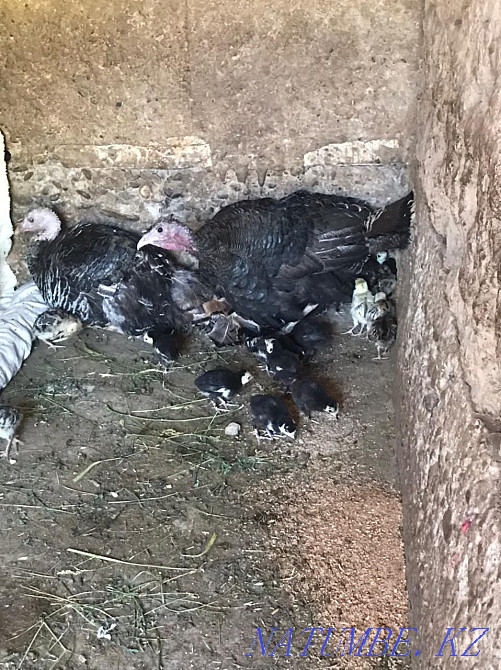 Kurke turkey balapandarymen Кайтпас - photo 2