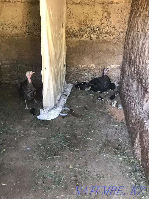 Kurke turkey balapandarymen Кайтпас - photo 3