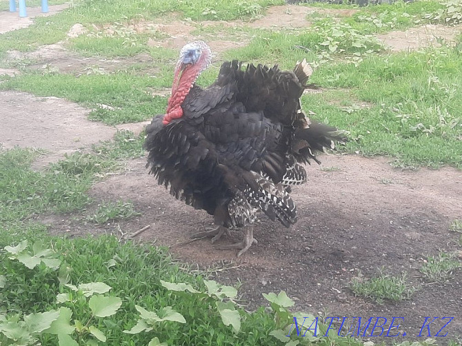 Sell domestic turkey Almaty - photo 1
