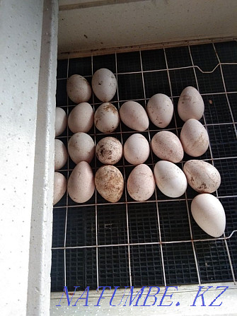 I sell turkey eggs for incubation Abay - photo 2